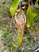 07 Nepenthes (Pitcher plant)