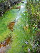 10 Swamp with plants