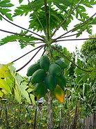 21 Papaya plant