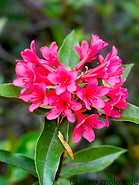 22 Rhododendron