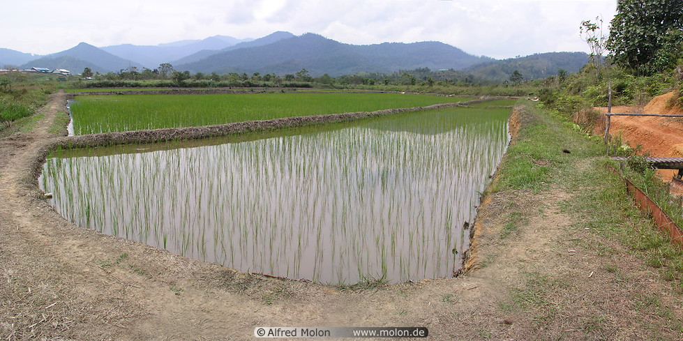 02 Rice growing in paddy fields