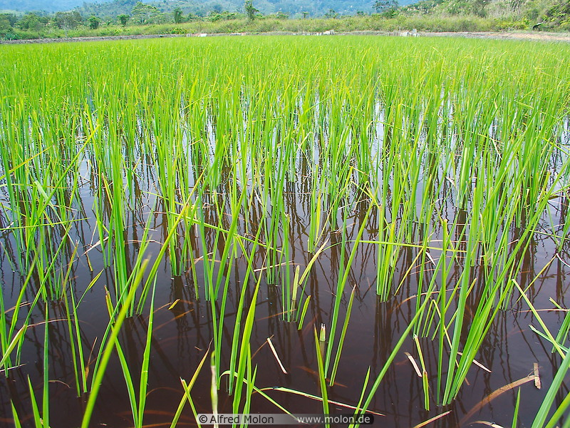 04 Rice growing in paddy fields