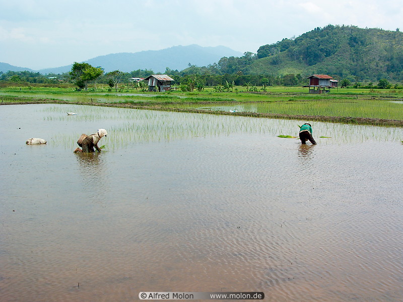 12 Workers setting out rice plants in fields