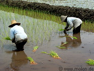08 Workers setting out rice plants in fields