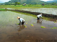 09 Workers setting out rice plants in fields
