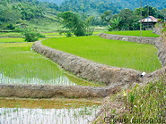 19 Rice terraces