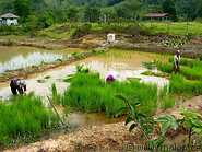23 Rice field and farmers