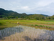 25 Scenery with paddy fields