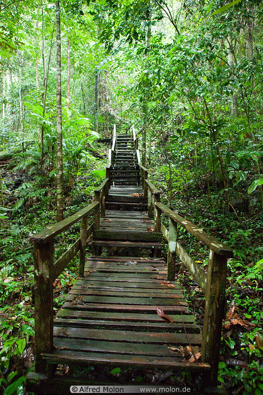 11 Rainforest trail