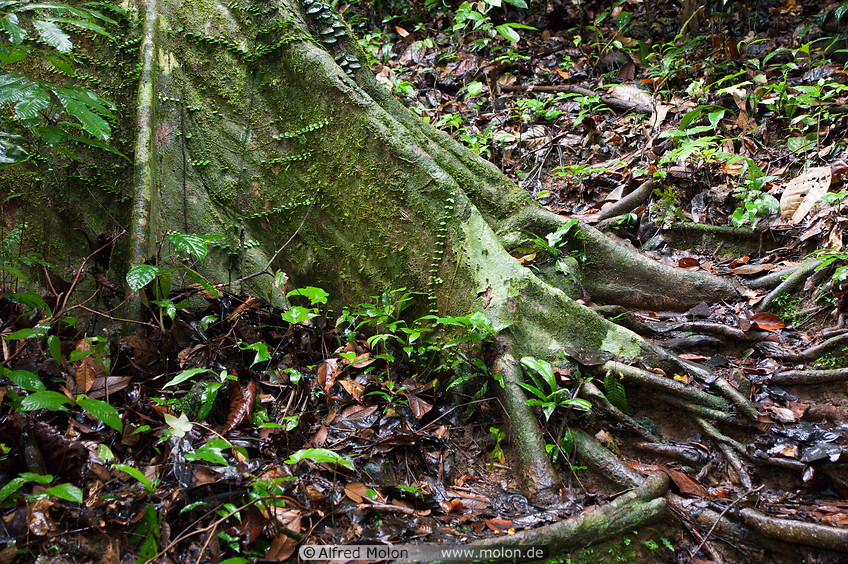 13 Dipterocarp tree roots