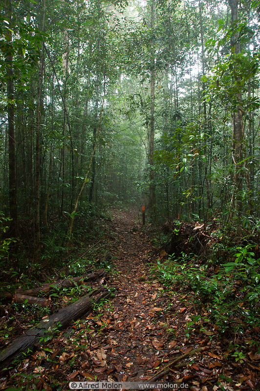 18 Rainforest trail