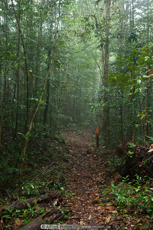 19 Rainforest trail