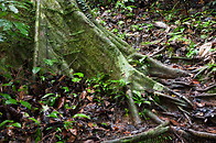 13 Dipterocarp tree roots