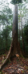 20 Dryobalanops beccarii dipterocarp tree