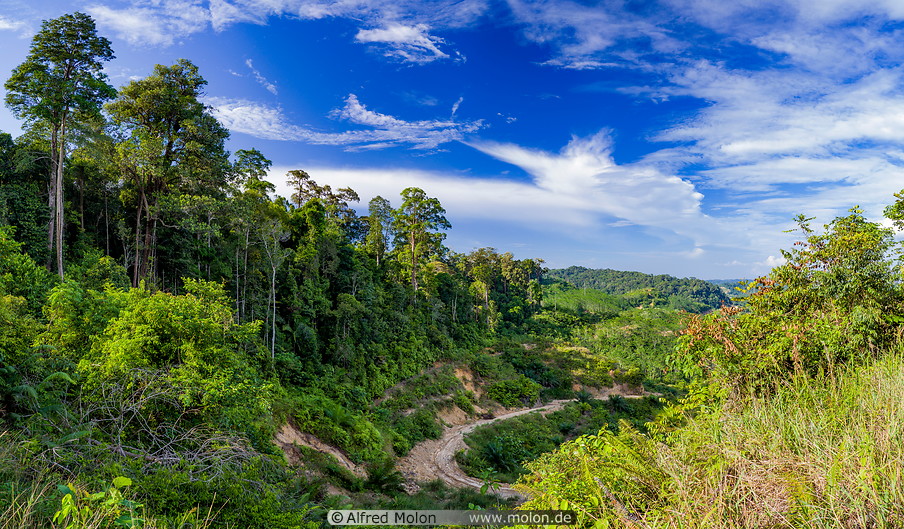 16 Tropical rainforest