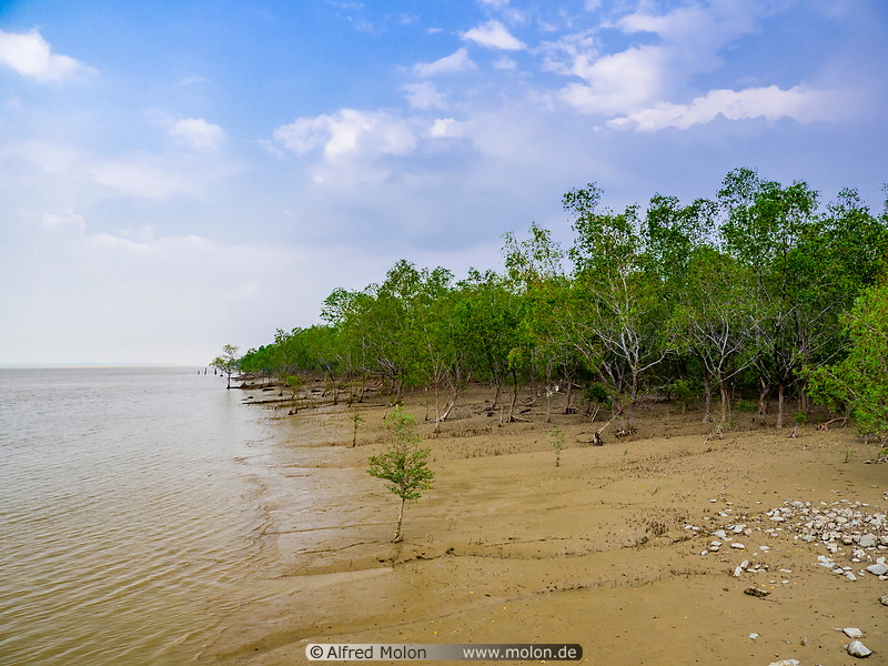 06 Mangroves along Batang Lupar river