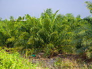 09 Oil palm plantation