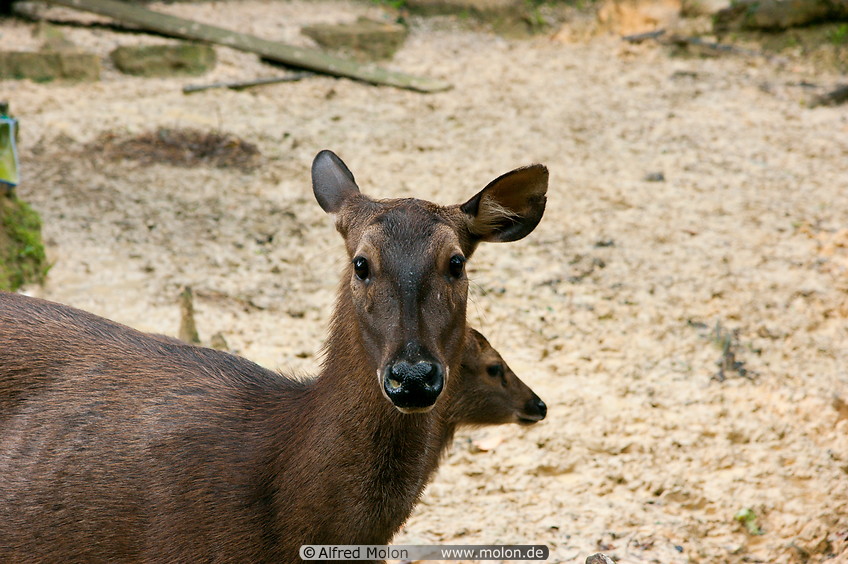 03 Sambar deer