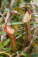 02 Nepentes pitcher plant