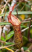 03 Nepentes pitcher plant