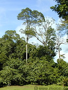 06 Tropical rainforest