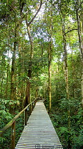 07 Plank way across tropical rainforest