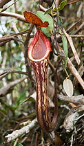 08 Nepentes pitcher plant
