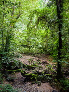 03 Tropical rainforest