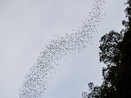07 Bats flying in the sky