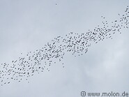 08 Bats flying in the sky