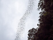 09 Bats flying in the sky