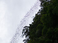 10 Bats flying in the sky
