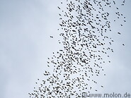 11 Bats flying in the sky
