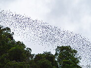 12 Bats flying in the sky
