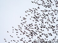 13 Bats flying in the sky