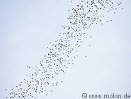 14 Bats flying in the sky