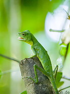 16 Green chameleon