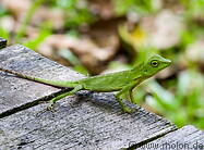 31 Green chameleon