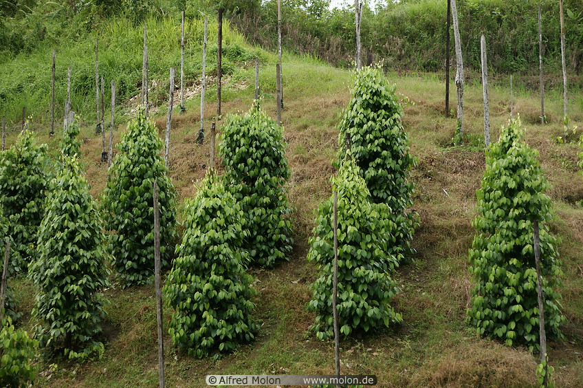 02 Pepper plantation