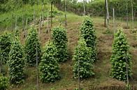 02 Pepper plantation
