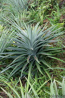 03 Pineapple plants