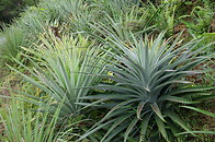 04 Pineapple plants