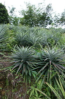06 Pineapple plants