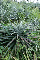 08 Pineapple plants