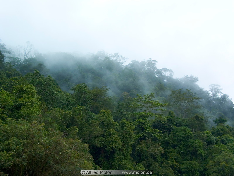 02 Tropical rainforest shrouded in mist