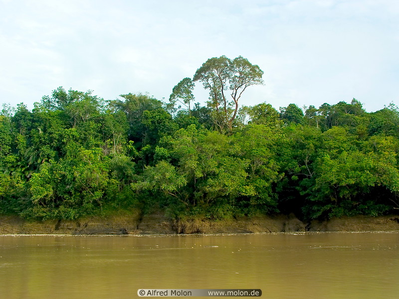 04 River bank with rainforest