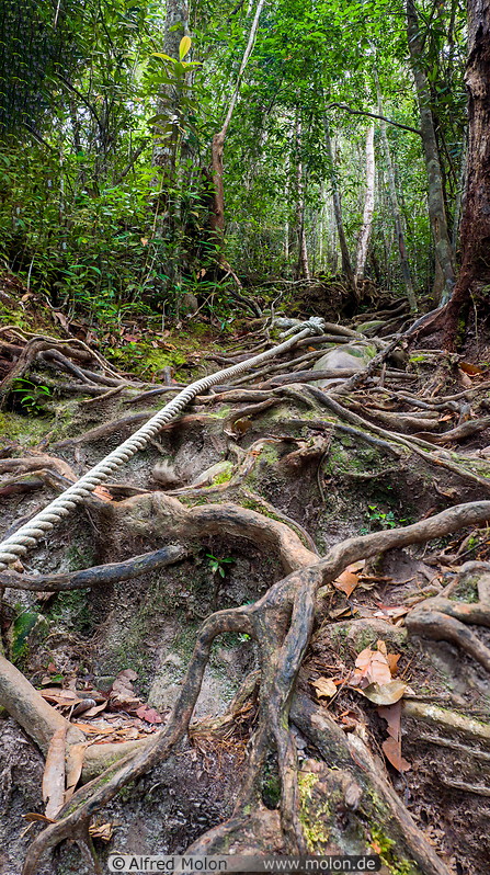 14 Tree roots and rope