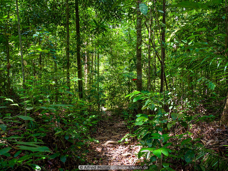 24 Tropical rainforest
