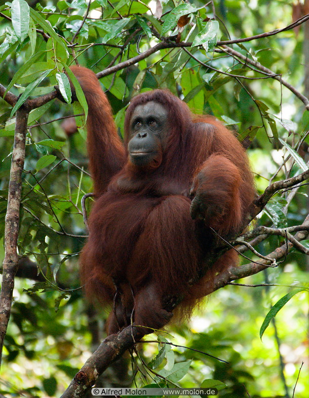 06 Orangutan