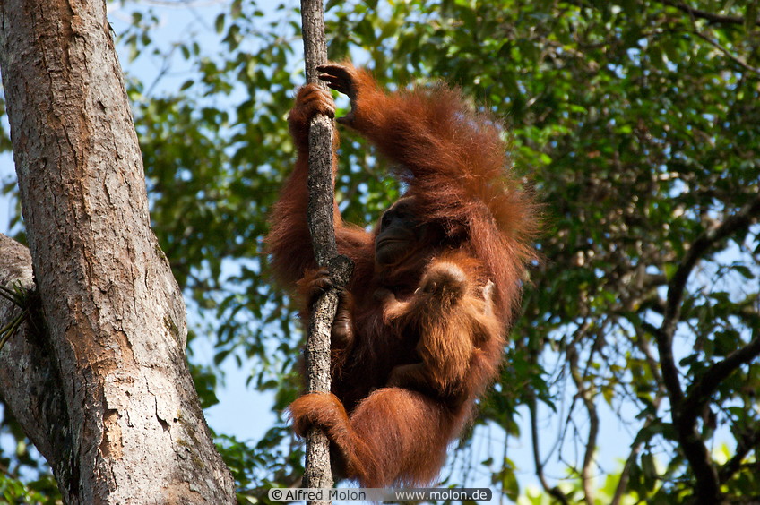 13 Orangutan mother with baby